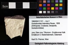 Foto (Objket + Etiketten) von Goniodromites bidentatus (Reuss, 1858) 